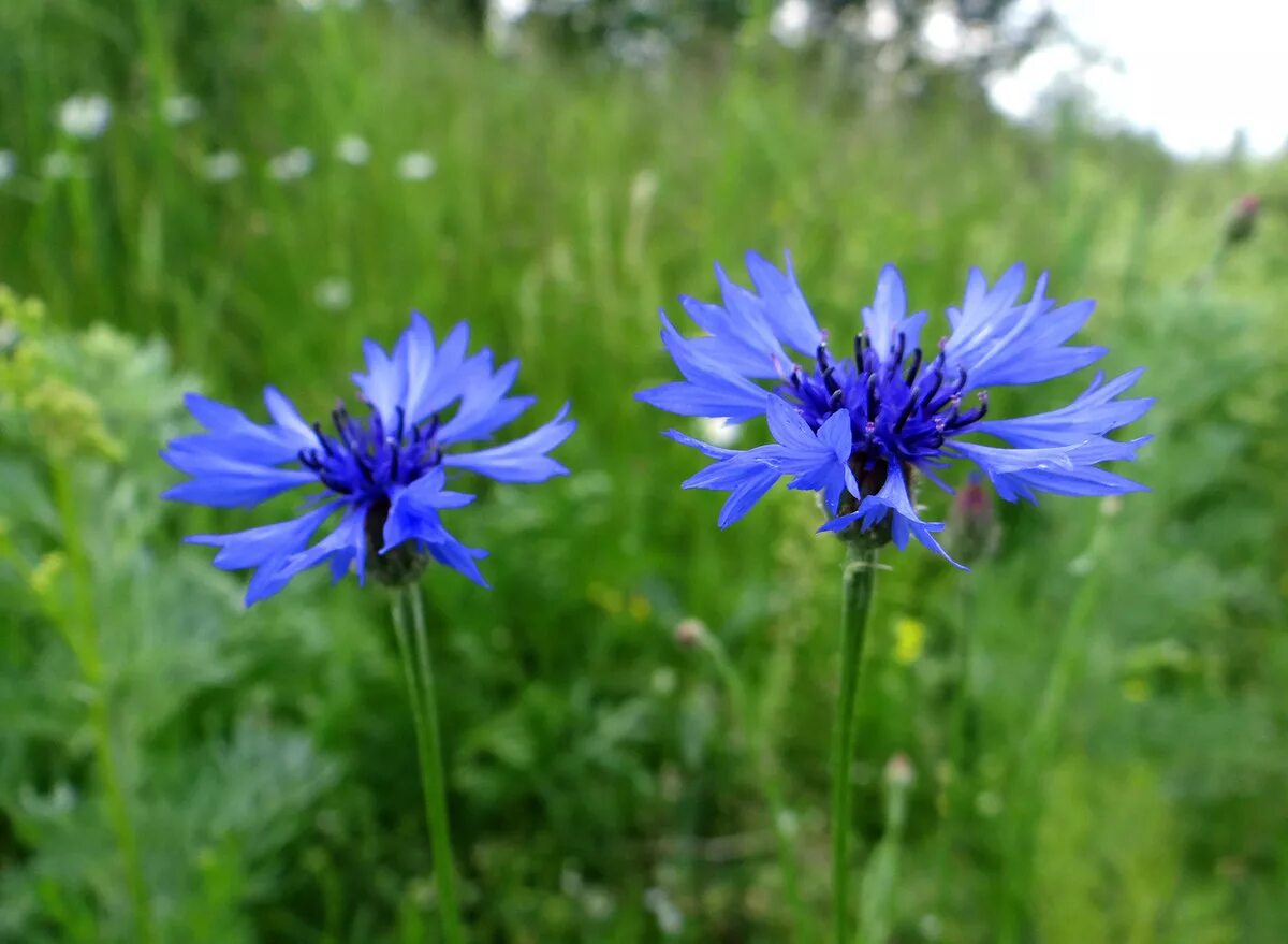 Василёк Луговой. Цветок Василёк Луговой. Василёк Луговой Centaurea jacea. Растения Луга Василек.