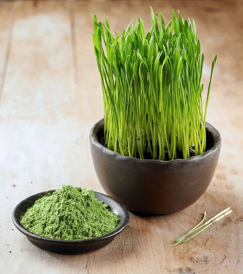 Витграсс vitavim. Побеги пшеницы. Побеги пшеницы. Витграсс микрозелень. Ростки пророщенной пшеницы.