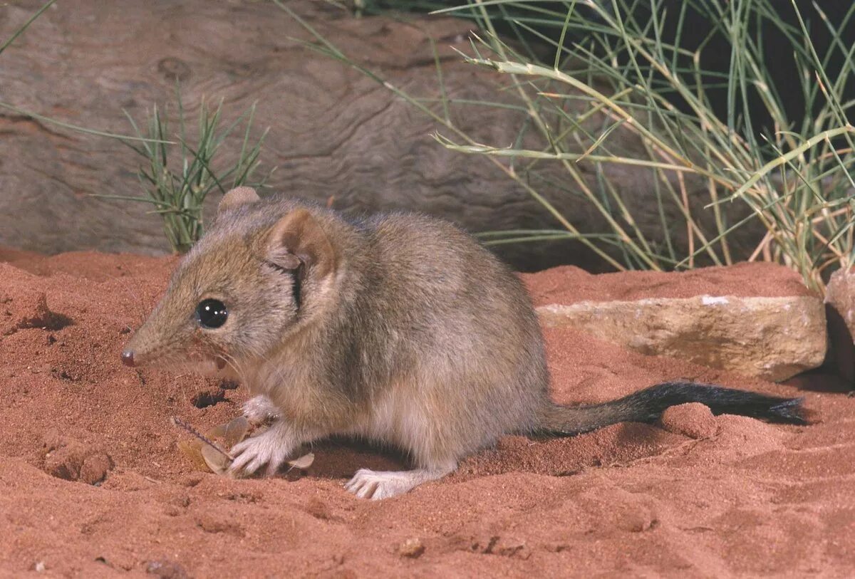 Нинго млекопитающее. Сумчатая мышь австралии. Сумчатая землеройка. Нинго млекопитающее. Австралийская сумчатая мышь.