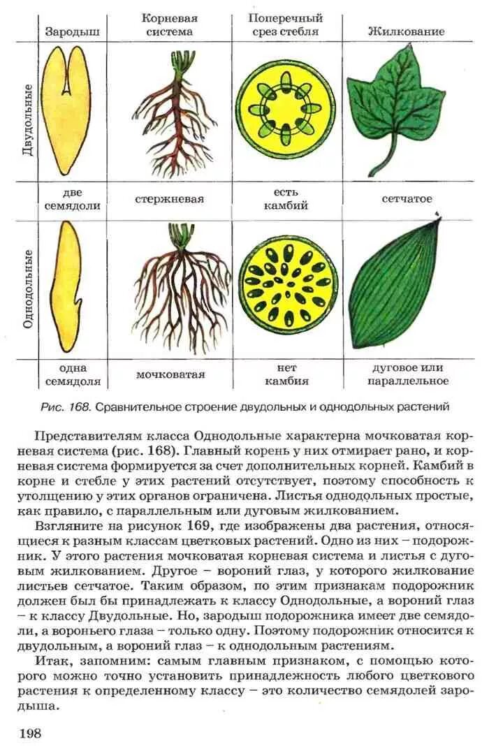 Жилкование листьев у однодольных. Жилкование листа у однодольных растений. жилкование листьев у однодольных растений. жилкование двудольных растений. однодольные растения тип жилкования листьев.