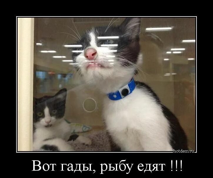 Дай мне открой. Кот пукнул. открой я пукнул кот. вот гады картинки смешные. кот напердел.
