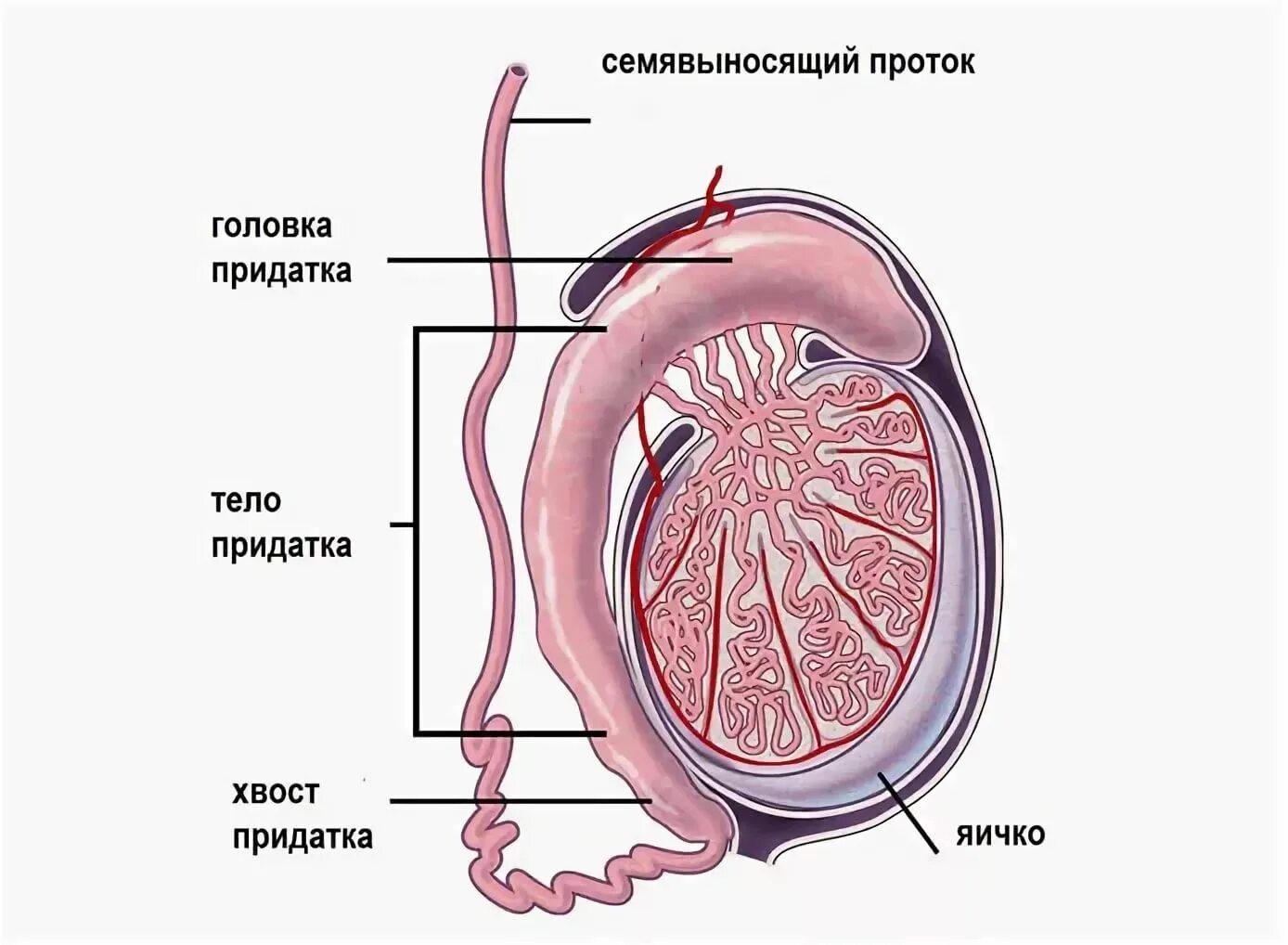 Почему может болеть яичко. Киста семенного канатика. Киста семенного канатика у мужчин. Сперматоцеле и фуникулоцеле.