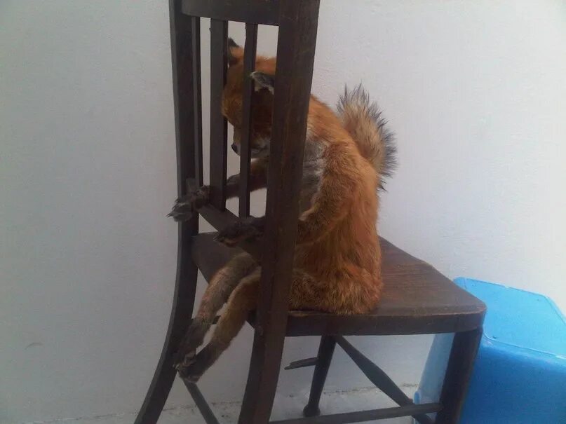 Упоротая лиса. Лис чучело на стуле. Сухая лиса на стуле. Упоротый лис 2012. Чучело лисы прикол.