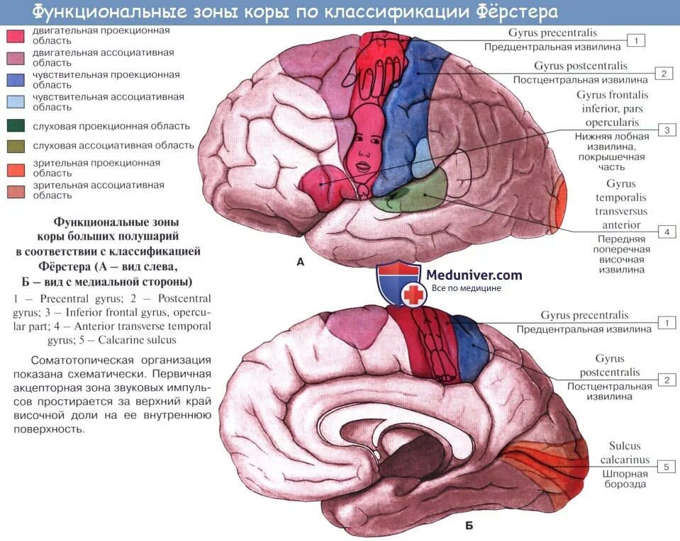 Центры анализаторов в коре головного мозга. Локализация корковых центров 1 и 2 сигнальных систем.. Корковые центры коры головного мозга. Локализация ядер анализаторов в коре головного мозга. Корковые концы анализаторов головного мозга.