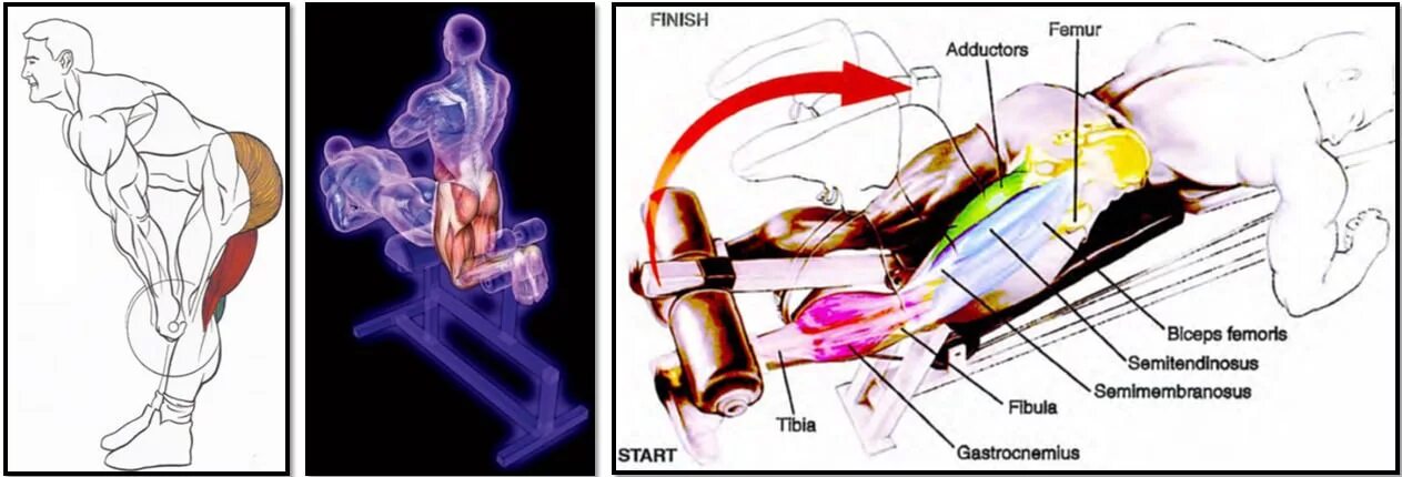 Прокачка задних мышц ног. Упражнения на заднюю мышцу бедра. Эффективные упражнения для задней поверхности бедра. Задняя поверхность ног прокачка. Лк мышца