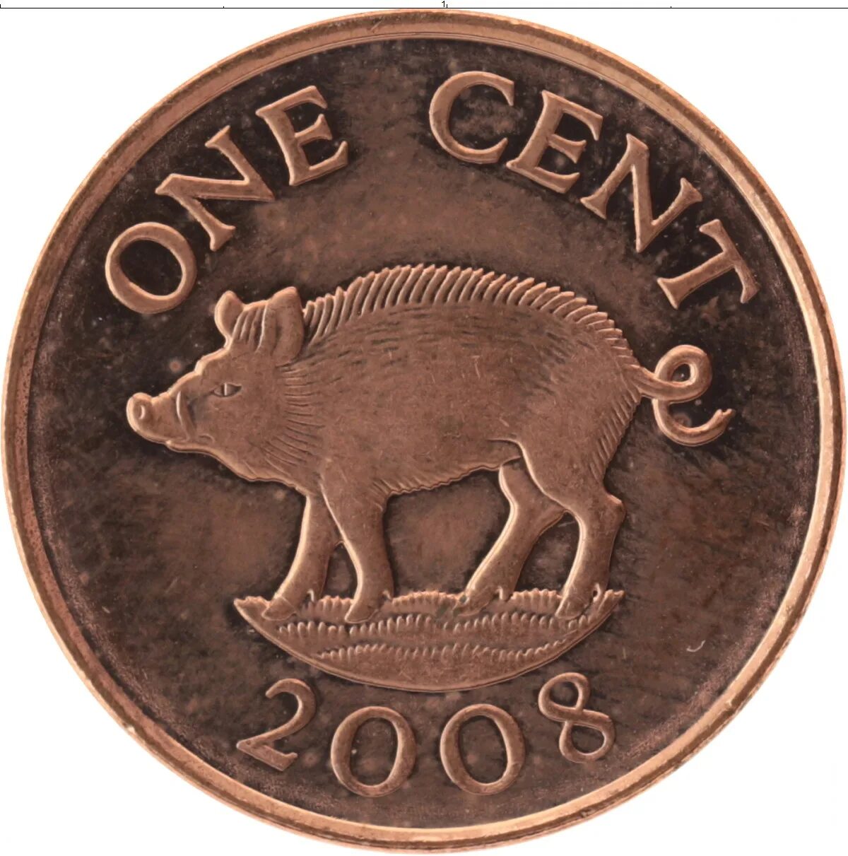 Монета с поросенком. Монета со свиньей. Свинка с монетами. Монета с изображением свиньи. Свинья монеты