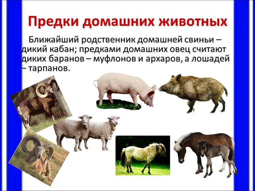 Предки домашних овец. Предок овцы. Предок домашней свиньи. Дикий муфлон предок овцы. Предок домашней овцы.