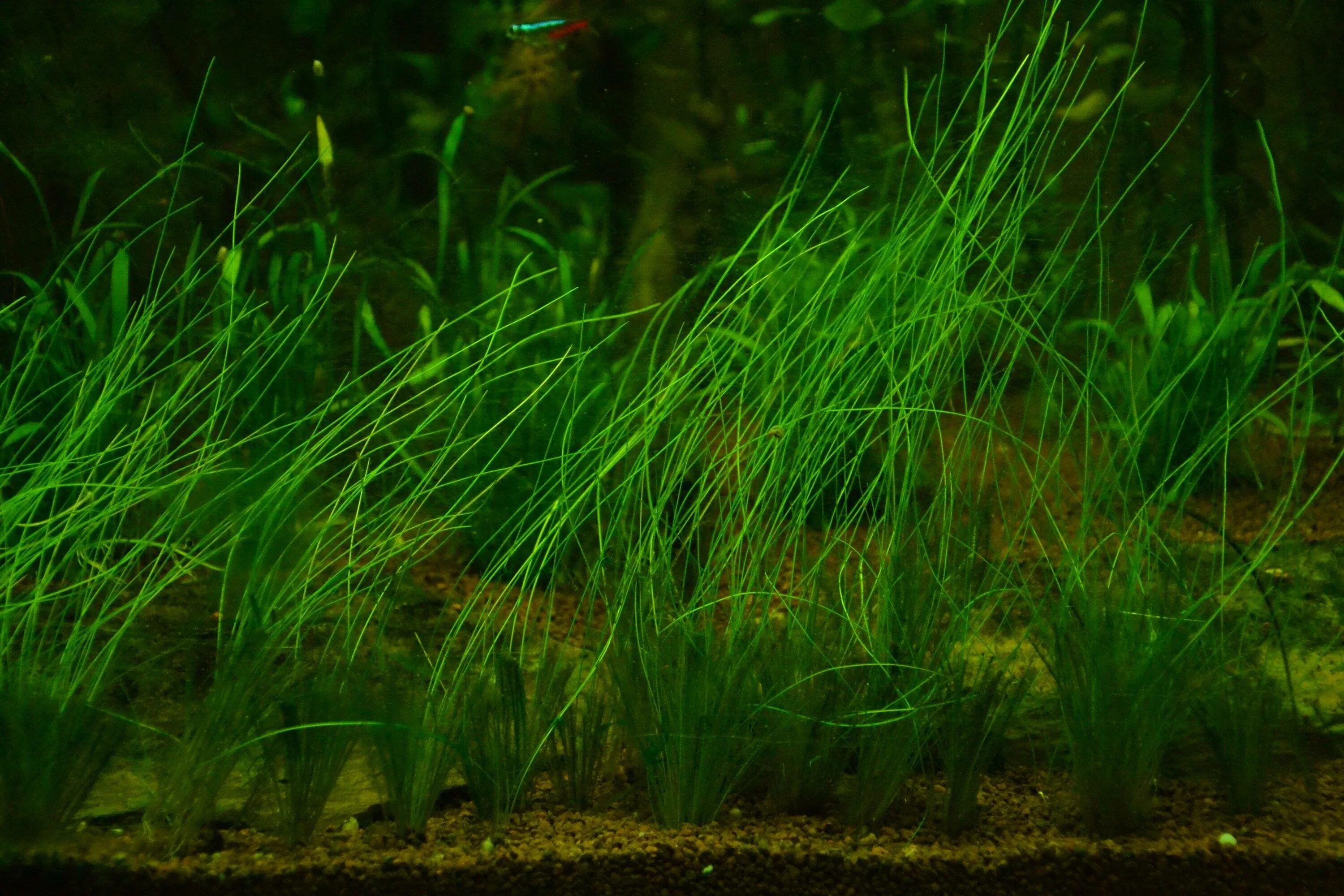 Элеохарис парвула (eleocharis parvula). Элеохарис парвула (ситняг крошечный). Элеохарис парвула. Элеохарис парвула "mini". Аквариумная травка элеохарис парвула.