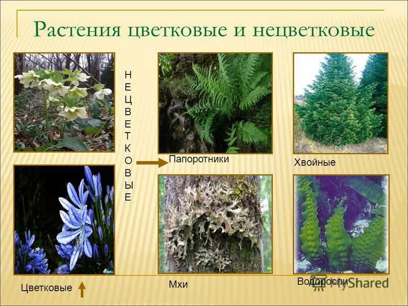 Мхи хвойные папоротники какие группы растений пропущены. Мхи хвойные папоротники какие группы растений пропущены