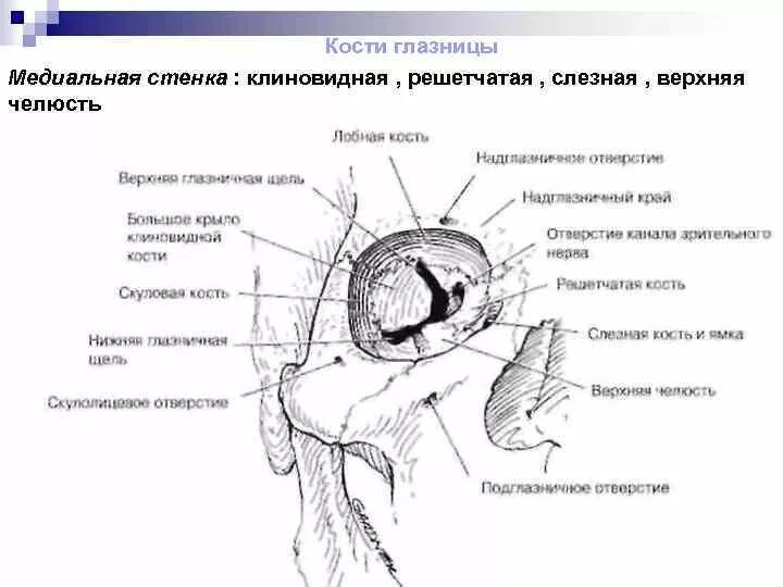 Левой глазницы. Костные стенки глазницы анатомия. Медиальная стенка глазницы анатомия. Нижняя стенка глазницы анатомия канал. Глазница стенки кости анатомия.