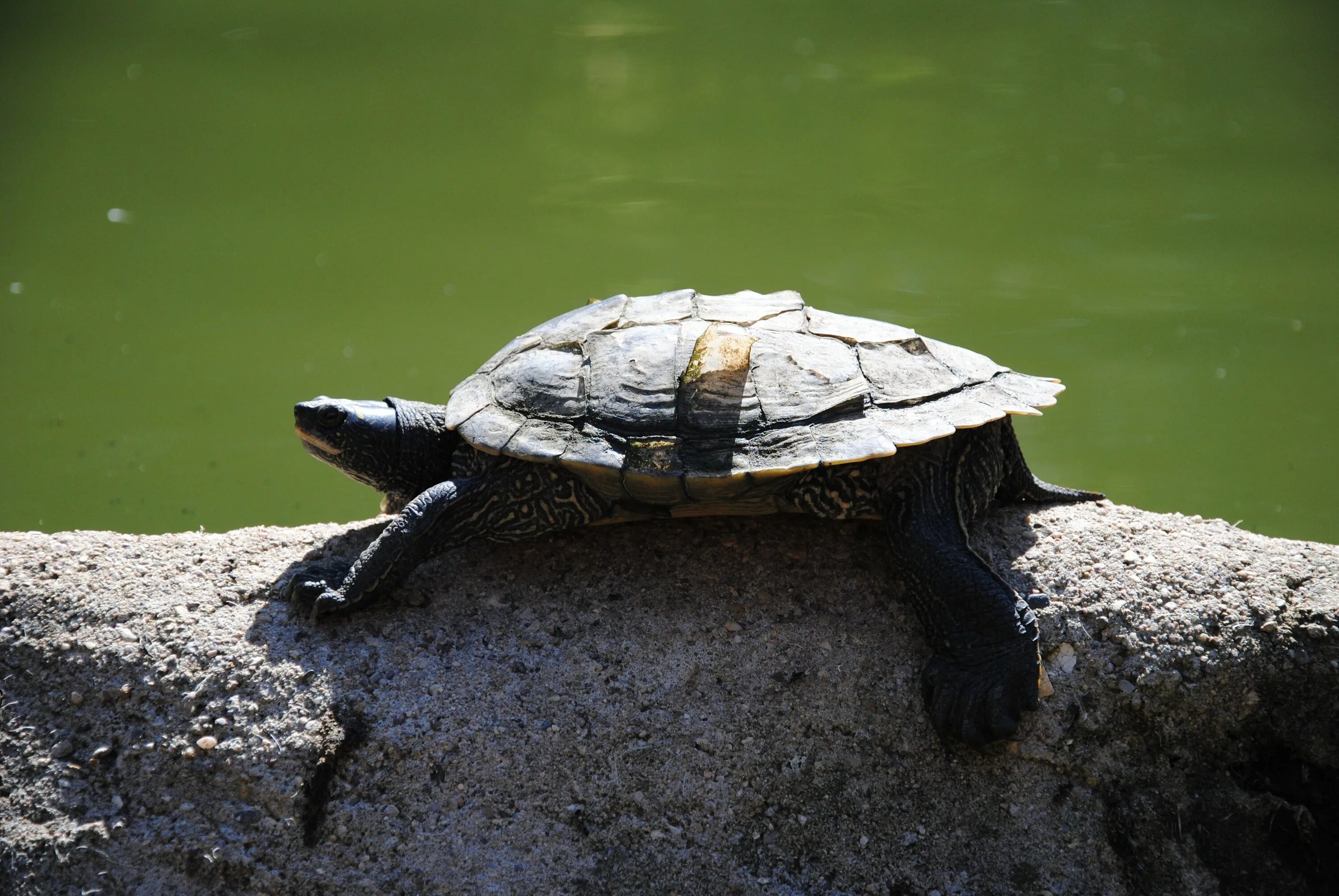 Амазонская морская черепаха. Озеро ханка черепахи. Тропические черепахи. Водные черепахи.