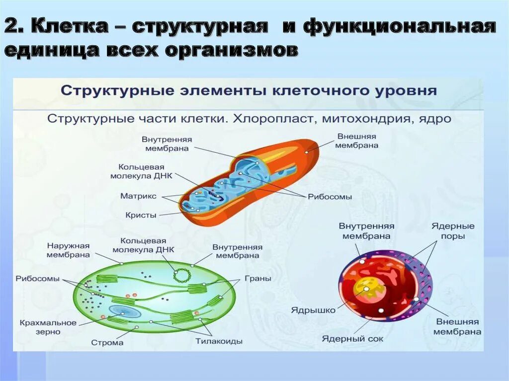 Основная единица живого. Клетка структурная и функциональная единица всех живых организмов. Структурные элементы клеточного уровня. Структурные единицы клетки. Клетка структурная единица организма.