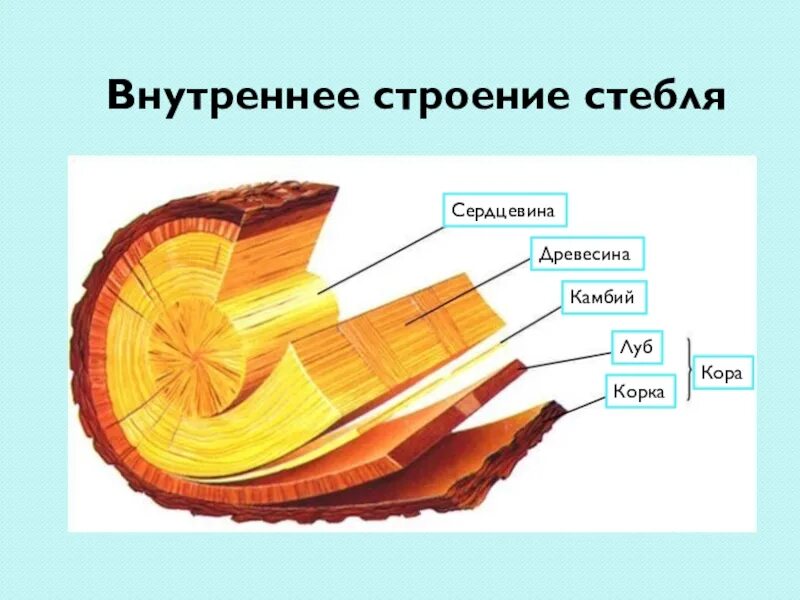 Строение сердцевины стебля. Строение стебля древесина луб. луб кора древесина. дерево камбий кора древесина. внутреннее строение стебля кора камбий древесина сердцевина.