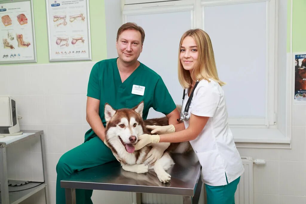 Профессия ветеринарный врач. Человеческая медицина и ветеринария. New vet. Профессия ветеринарный врач. Колпино чудо ветеринар.