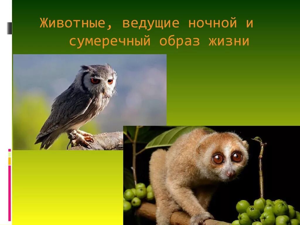 К чему приводит ночной образ жизни