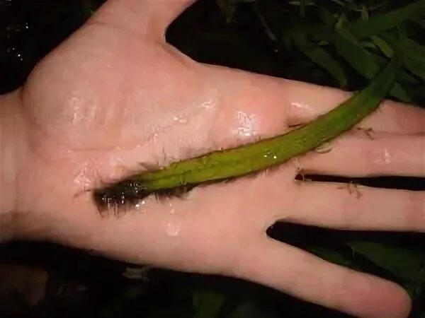 Рэй стивенсон черные паруса. Рыбки поедающие черную бороду. Эдвард тич. Иэн макшейн черная борода. Краска для бороды и усов.