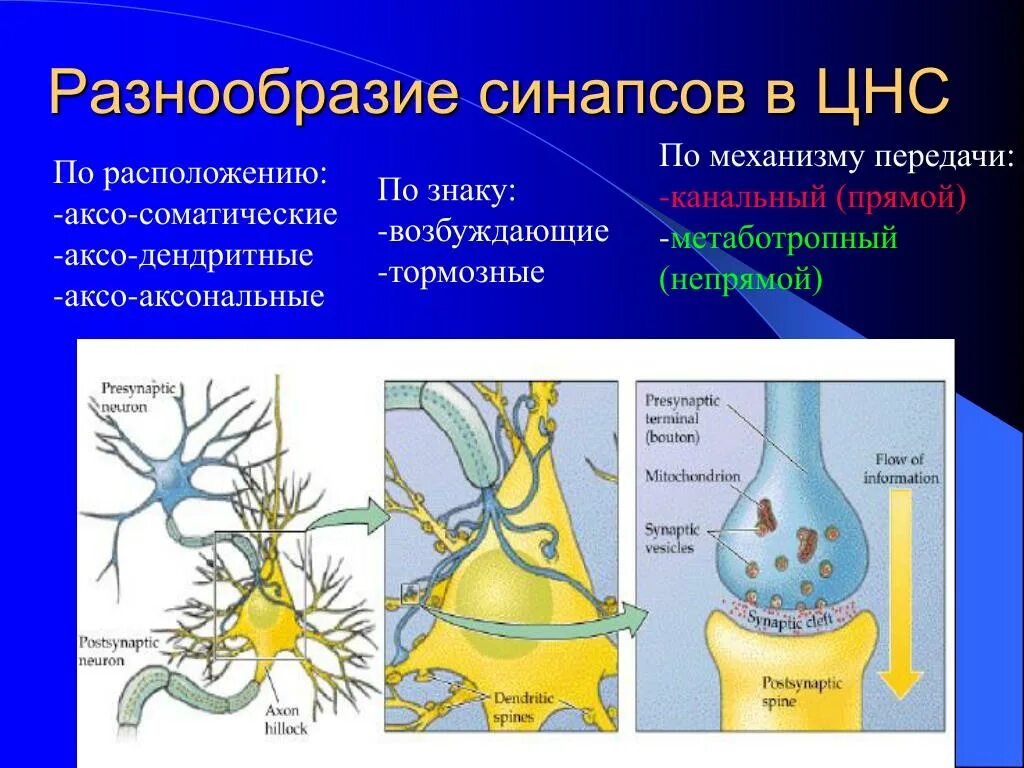 Синапсы в цнс