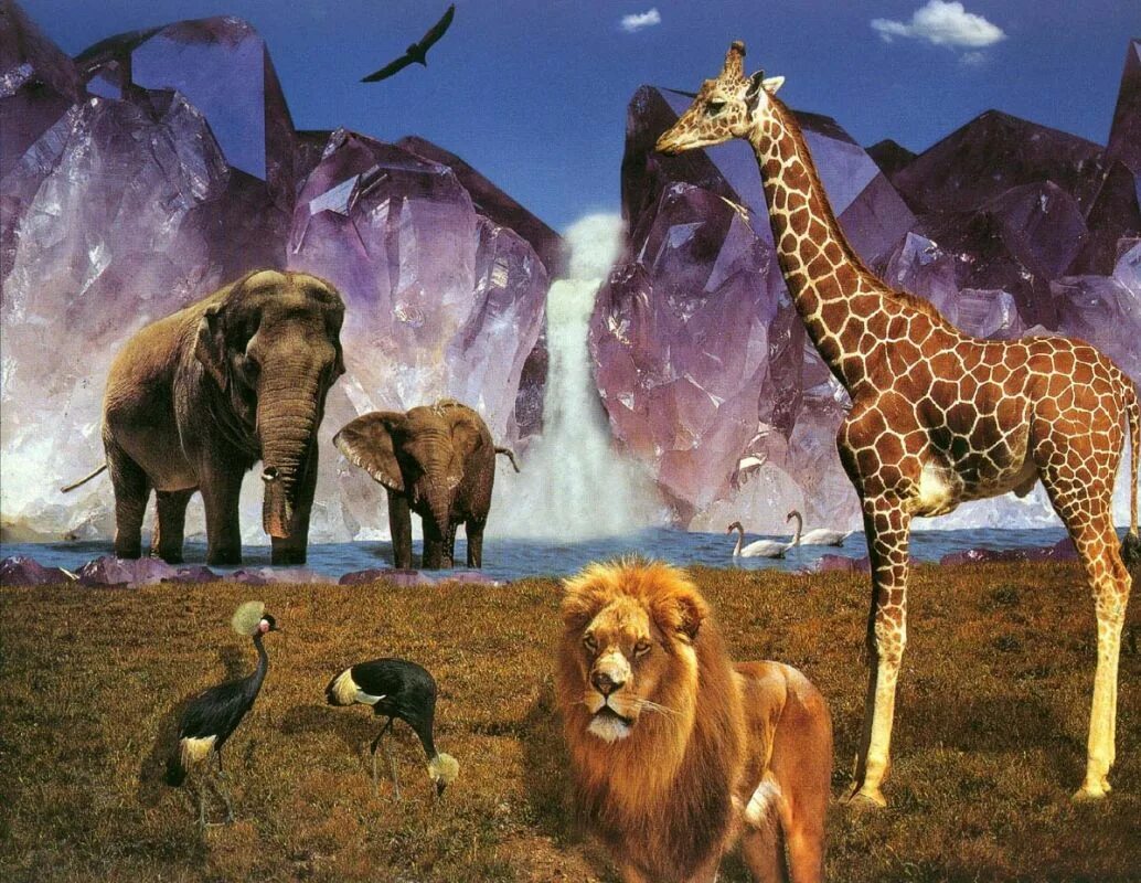 Мир животных. Много животных. Животные Африки. Разнообразный мир животных.