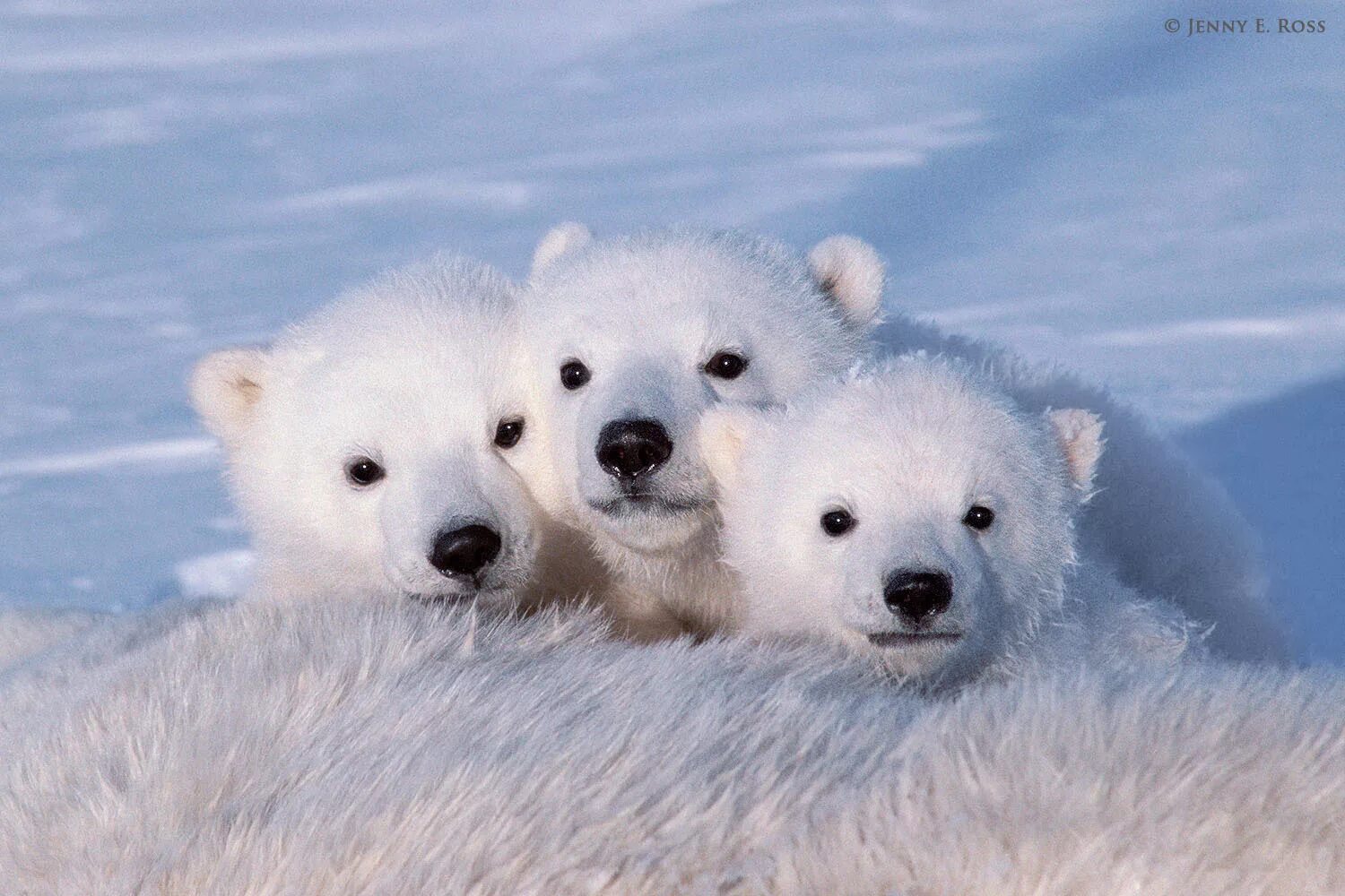 3 полярных животных