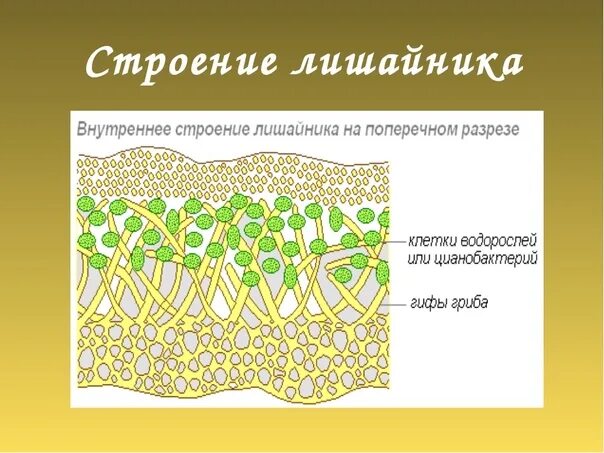 Какое тело лишайника. Строение слоевища лишайника. Внутреннее строение лишайника. Модель внутреннего строения лишайника биология 5. Зарисовать строение лишайника.