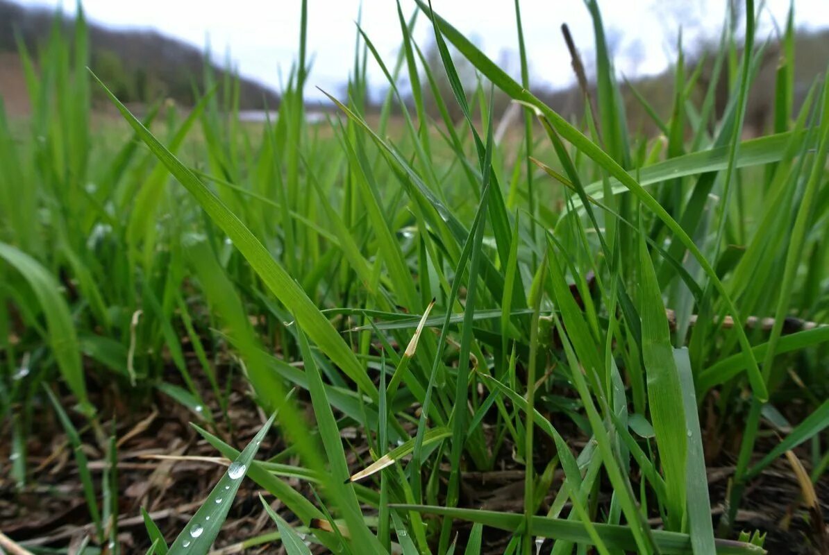Апрельская трава. Появляется зеленая травка. Первая весенняя трава. Появляется зеленая травка. Весенняя травка.
