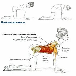 Упражнения для спины дома для девушек