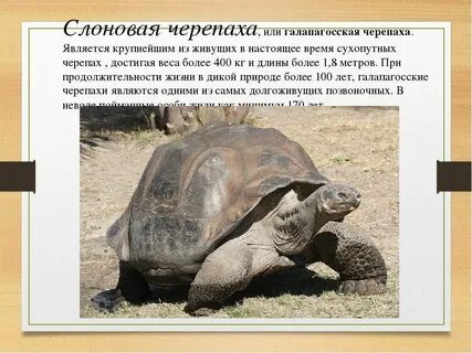 Международная красная книга животных черепаха
