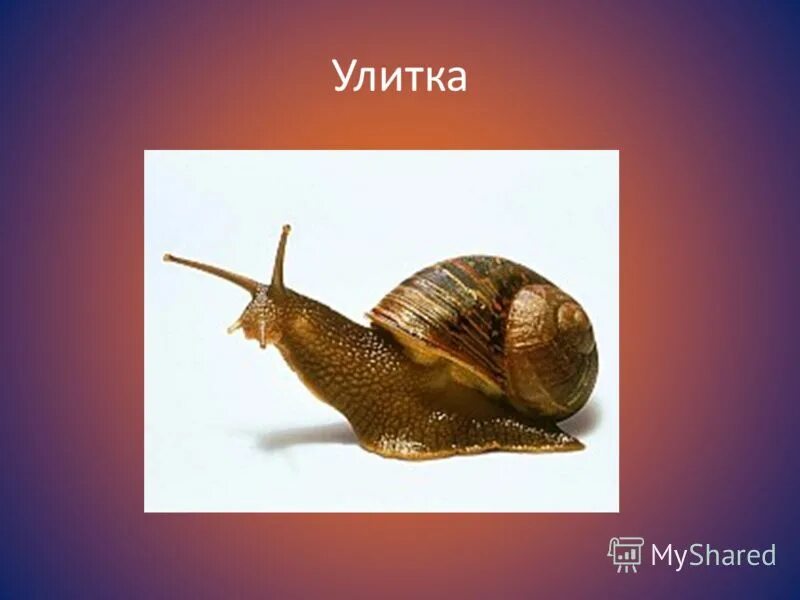 виноградная улитка в анабиозе. улитка 2 класс. рис декоративный. улитка 2 класс. класс брюхоногие моллюски улитки.