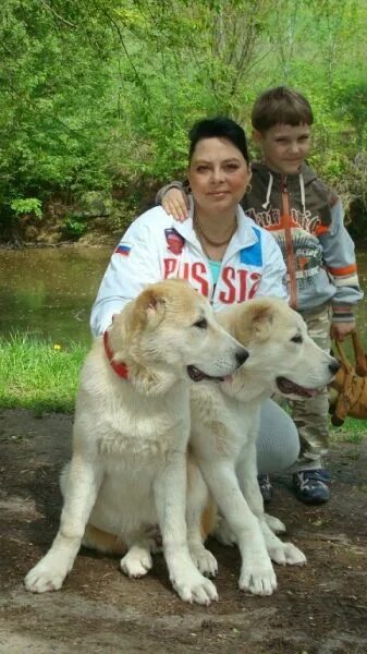 Алабай рост. Алабай ростов. Порода среднеазиатская овчарка. Алабай ростов. Среднеазиатская овчарка рост.