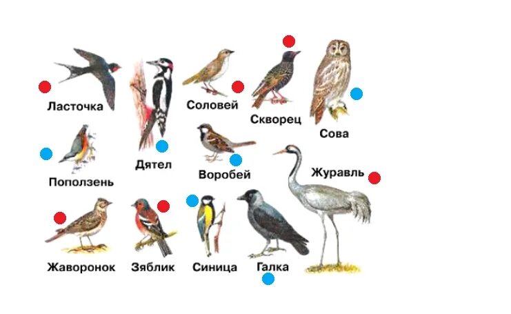 Где зимуют птицы задания для 1 класса. Где зимуют птицы 1 класс окружающий мир. Распределение птиц окружающий мир 2. Где зимуют птицы 1 класс рабочая тетрадь.