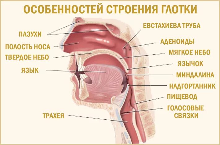Почему любом положении человек храпит. Особенности строения глотки. физиология храпа человека.