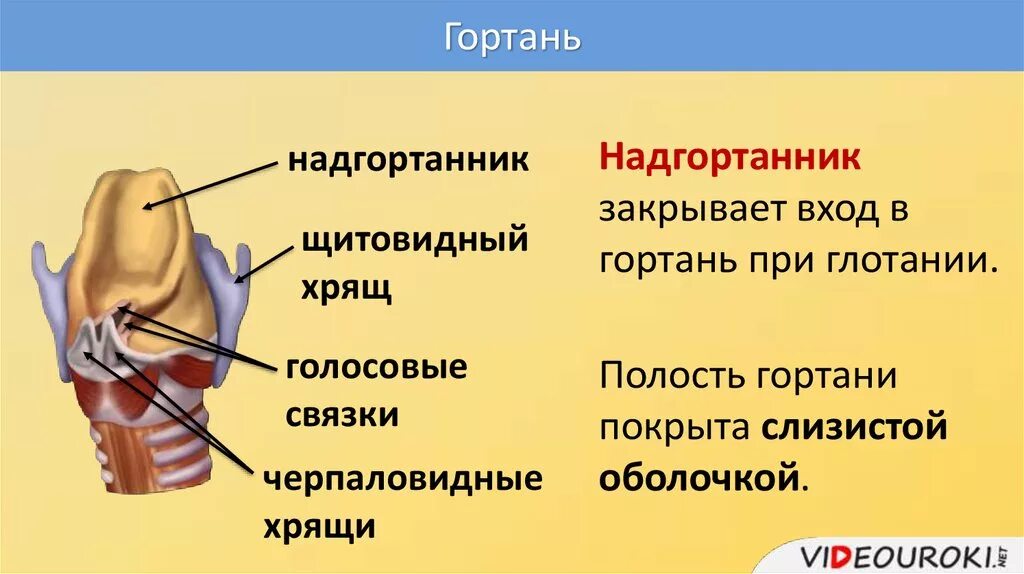 Почему когда глотаешь щелкает. Анатомия гортани надгортанник. Надгортанный хрящ строение. Строение горла надгортанник.