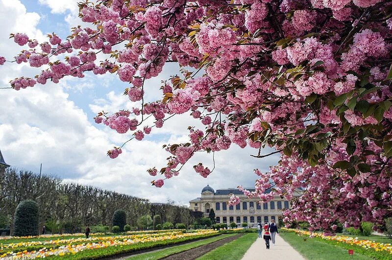 Цветущая вишня дерево. Вишневый сад париж. Вишневый сад париж. Франция весной. Вишневый сад.