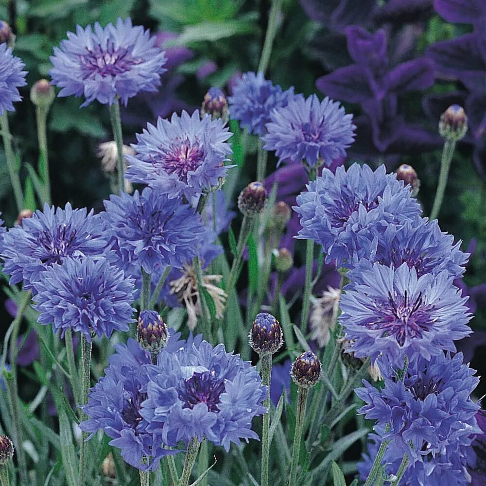 Василек сорта. Василек садовый многолетний. Василек горный (Centaurea Montana). Василек горный многолетний синий. Василек горный многолетний семена.