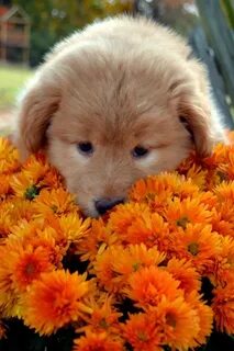 Любимые животные в цветах