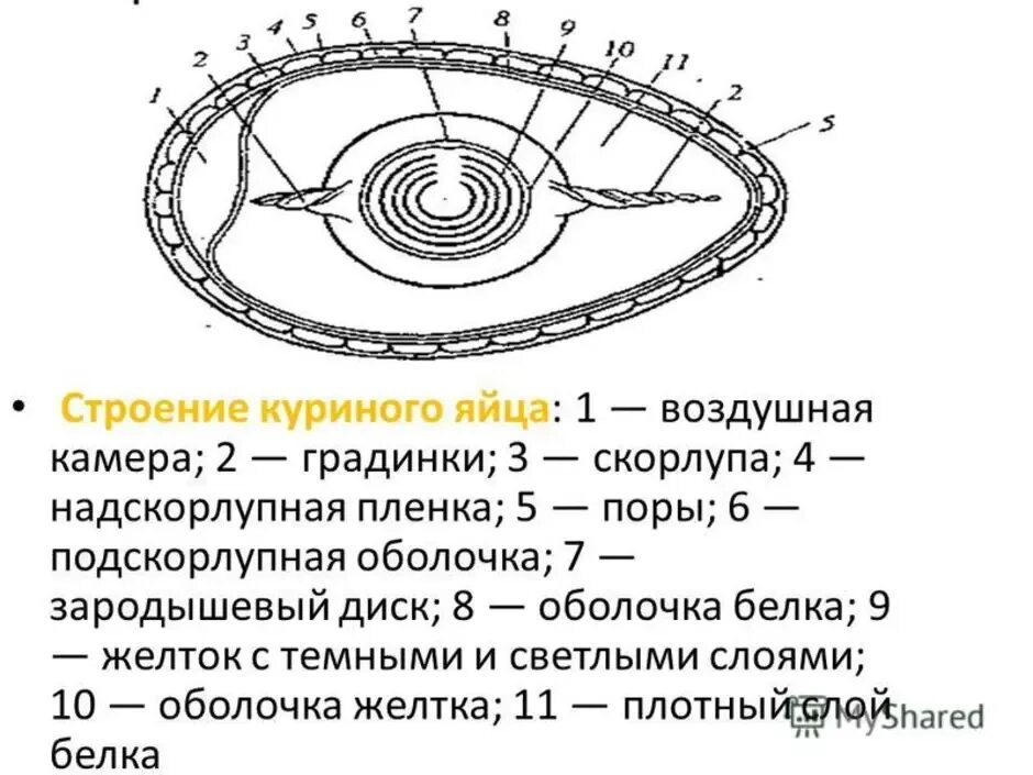 Схема строения куриного яйца. Схему строения яйцеклетки птицы. Схема строения яйца птицы. Схема строения куриного яйца рисунок.