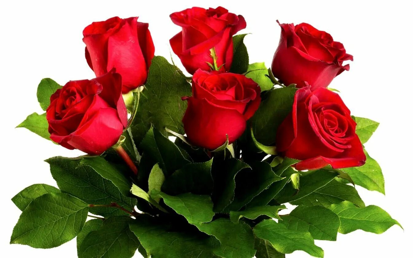 Розы 3 цветка. Букет роз. Красивый букет роз. Красивый букет красных роз. Букет цветов на прозрачном фоне.
