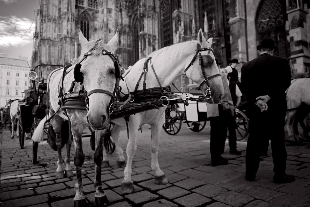 лошадь в городе. лошадь в городе. старый город с лошадьми. культура берлин лошади. лошадь в городе.