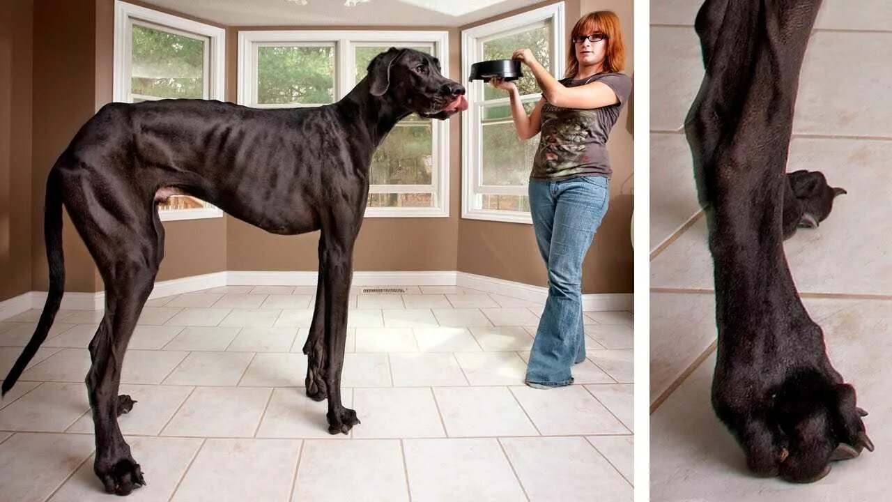 очепятки ру видео приколы. включи самую пресамую. самая большая собака. гигантский кот. немецкий дог по кличке джордж.