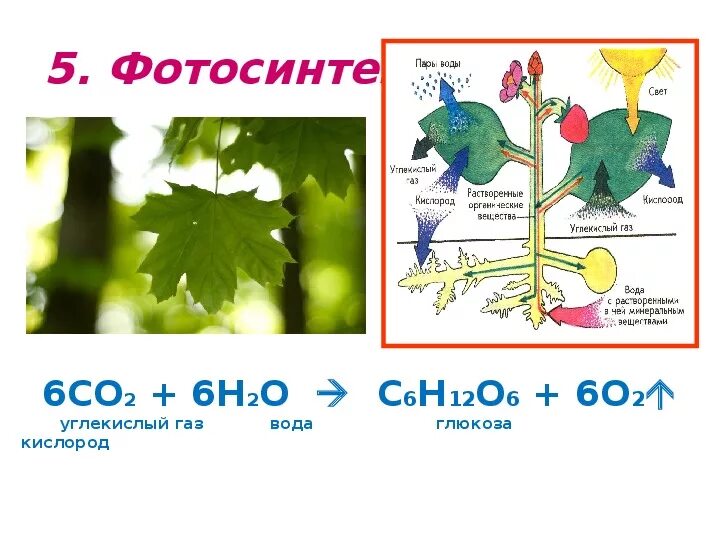 Глюкоза углекислый газ вода. Фотосинтез Глюкоза. Со2 фотосинтез Глюкоза. Фотосинтез растений 2 кл. Фотосинтез углекислый ГАЗ И вода.
