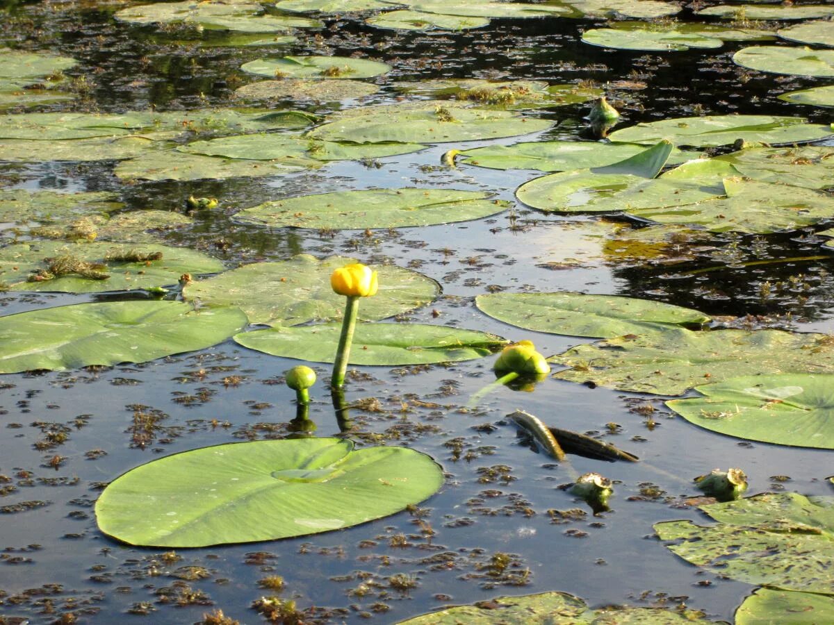 Кубышка (Nuphar). Кувшинка желтая кубышка. Núphar lútea. Nuphar lutea. Кубышка гигантская