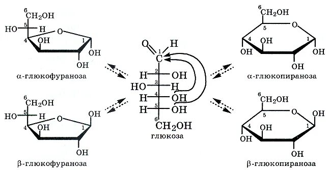Глюкоза растворение в воде. Кольчато-цепная таутомерия Глюкозы. Глюкоза цикло цепная таутомерия. Кольчато-цепная таутомерия моносахаридов. Кольчато-цепная таутомерия углеводов.