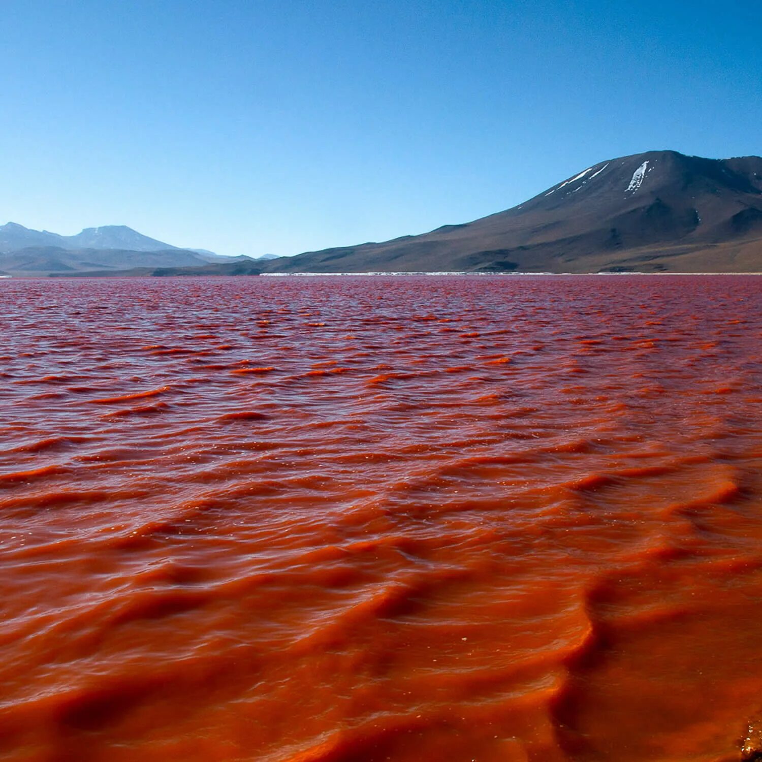 Лагуна Колорадо озеро. Лагуна Колорадо Чили. Лагуна-Колорадо Боливия. Кроваво-красное озеро Лагуна-Колорадо. Есть красное озеро