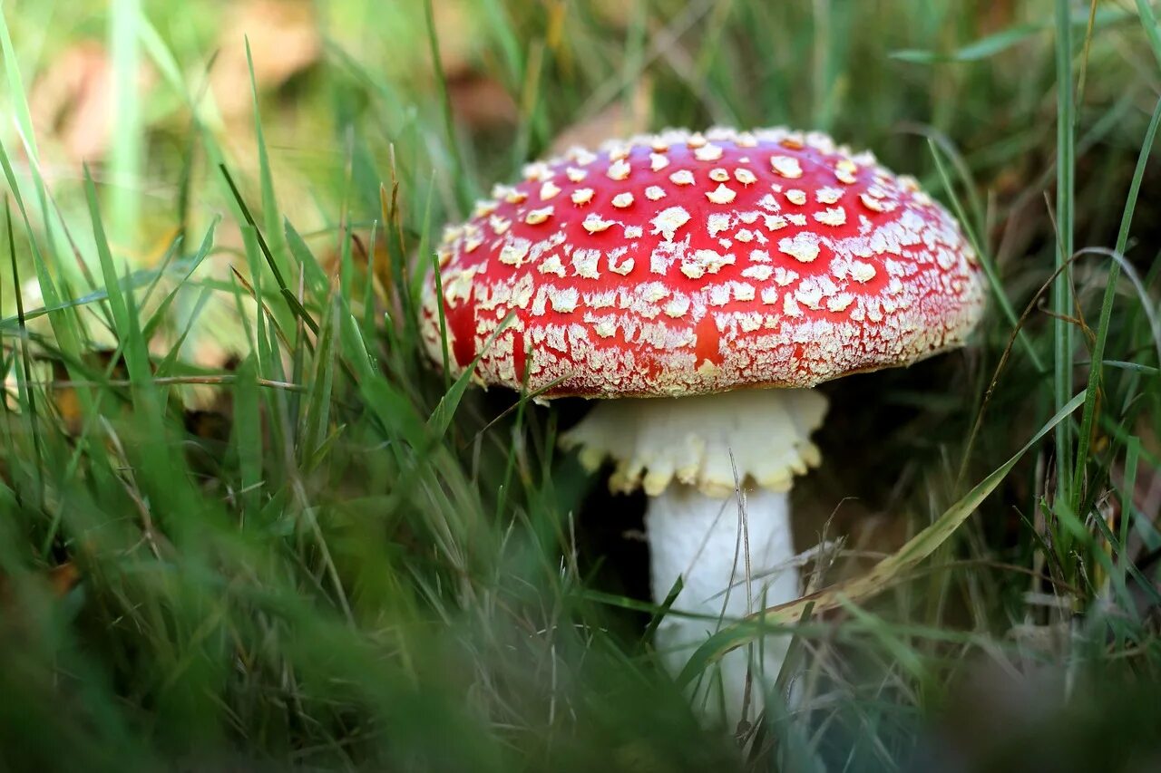 Free Images : nature, flower, autumn, botany, flora, forest floor, fungus, mushr