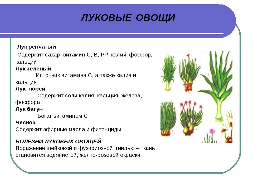 Лук репчатый состав. Сколько сахара в луке репчатом. Сахар в луке репчатом. Содержится ли в луке сахар. Витамины и минералы в репчатом луке.