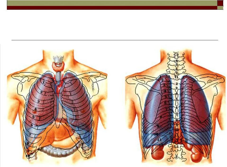 Анатомия плевральной полости грудной клетки. Расположение легких. Лёгкие человека расположение. Местоположение легких