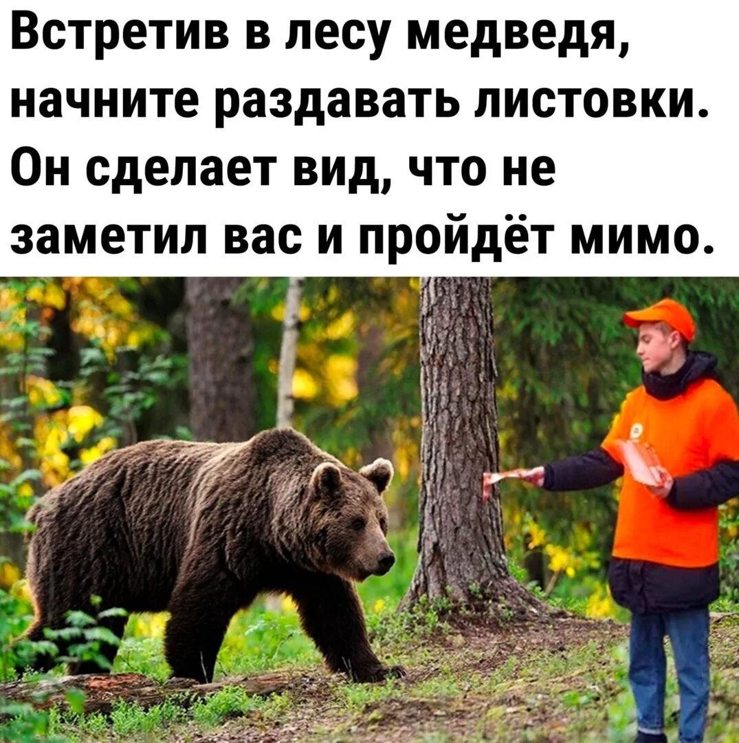 Медведь прикол. Встретил медведя в лесу. Если встретил медведя. Встреча с медведем в лесу.