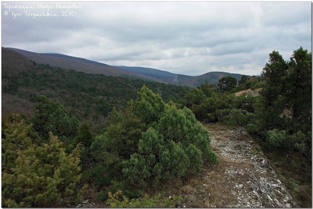 можжевеловое редколесье. шесхарисское можжевёловое редколесье новороссийск. шесхарисское можжевёловое редколесье. шесхарисское можжевёловое редколесье. можжевеловый лес новороссийск.