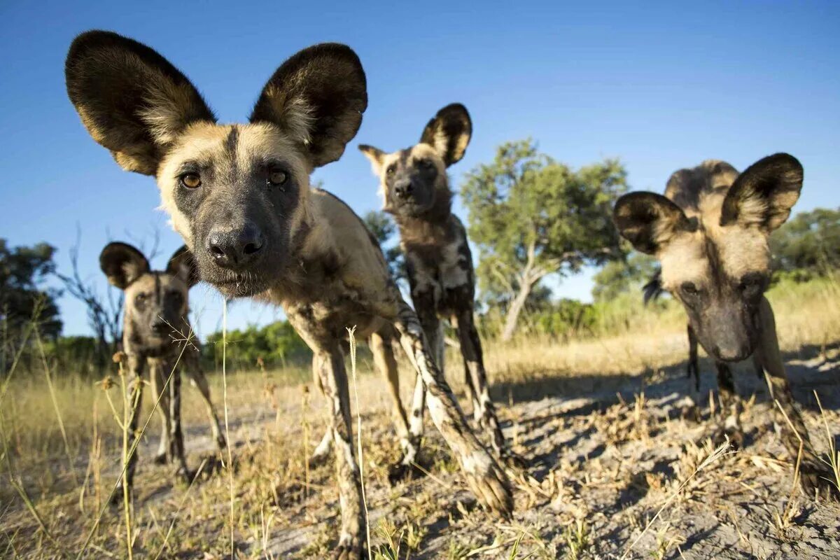 Сколько живет в африке. Гиеновидная собака и гиена. Африканская Гиеновидная собака. Национальный парк Танзании животные. Гиеновидная собака в Танзании.