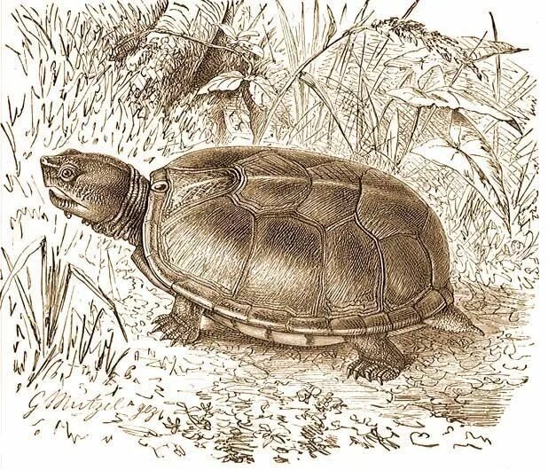 Болотная черепаха карандашом. Черепаха рисунок карандашом. Нарисовать болотную черепаху.